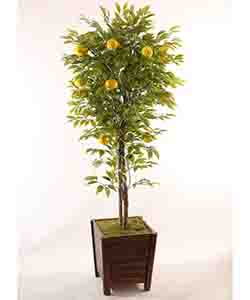 LEMON TREE 180 CM POTTED