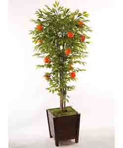 ORANGE TREE 180 CM POTTED