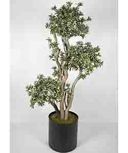 PITTOSPORUM GREEN-WHITE 160CM POTTED