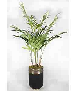 KENTIA 200 CM POTTED