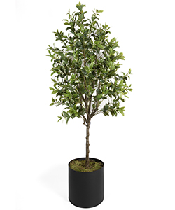 OSMANTHUS 210CM POTTED