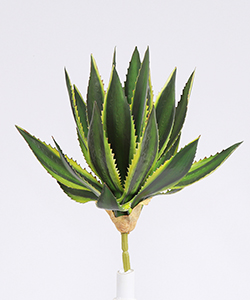 SUCCULENT MINI AGAVE 30CM