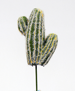 MINI MEXICA FAIRY CACTUS -30CM