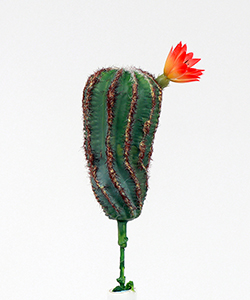 MINI CACTUS -20CM