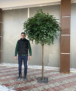 ARTIFICIAL FICUS BIG TREE H:250CM- DIAMETER:150CM