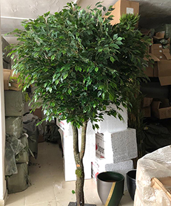 ARTIFICIAL FICUS BIG TREE H:300CM- DIAMETER:160CM