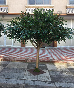 ARTIFICIAL FICUS BIG TREE H:300CM- DIAMETER:240CM