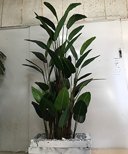 ARTIFICIAL STRELITZIA H:260CM