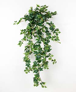 ENGLISH IVY 120CM