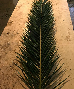 SHOCKED PALM LEAF 180CM