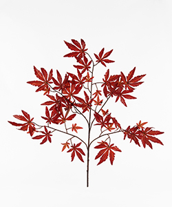 JAPANESE MAPLE SPRAY BRONZE