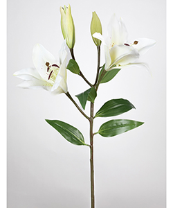 LILIUM 75 CM