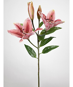 LILIUM 75 CM