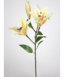 LILIUM 75 CM