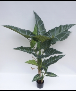 160CM ALOCASIA