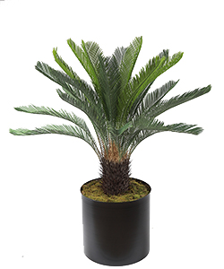 110CM CYCAS