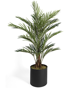 ARECA 180CM