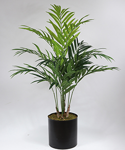 180CM KENTIA PALM