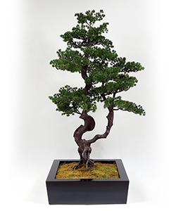 125CM PINA BONSAI