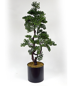 176CM PINA BONSAI