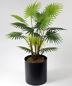 95CM FAN PALM TREE