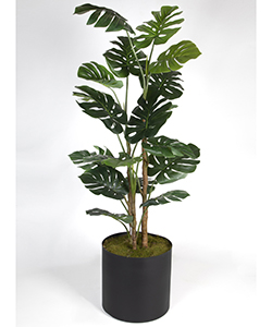 MONSTERA 160CM SAKSILI 