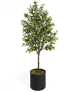 OSMANTHUS 210CM