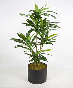 dracaena