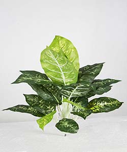 S. DIEFFENBACHIA