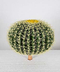 38CM TOP CACTUS