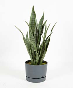 65CM SANSEVIERIA GREEN