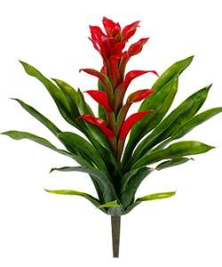 GUZMANIA RED SMALL