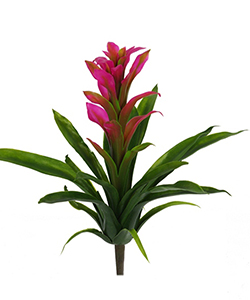 GUZMANIA PURPLE BIG