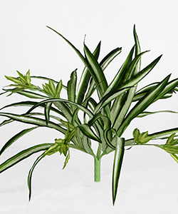 45 CM SPIDER PLANT BABIES/ KORDILIN