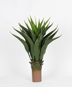 AGAVE ATTENUATA