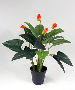 60CM ANTHURIUM