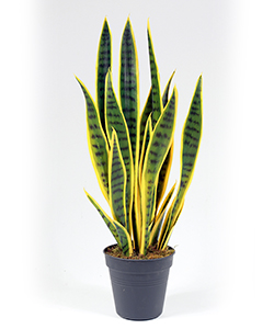 65CM SANSEVERIA GREEN BLUE