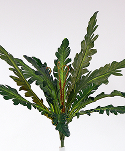 ASPILENIUM BUNDLE 50CM