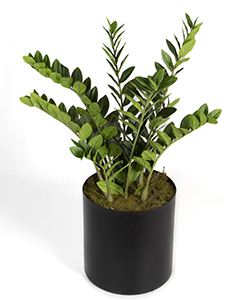 ZAMIA 90CM