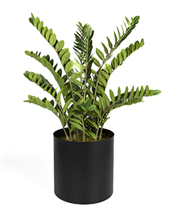 ZAMIA 120CM