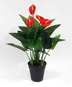 60 CM ANTHURIUM TREE