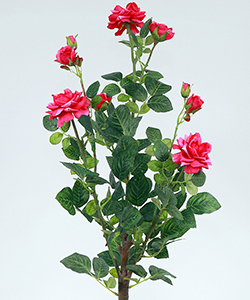 69CM JASMINE ROSE