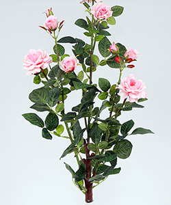 69CM JASMINE ROSE