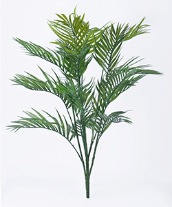 SMALL ARECA