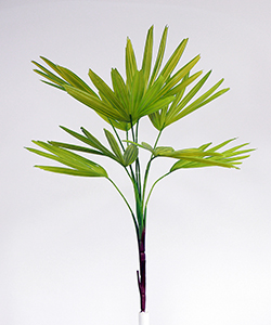 75CM LIVISTONA- HALL PALM