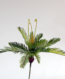 40CM MINI CYCAS