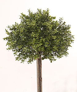 35CM DIAMETER, UV-RESISTANT BUSH ŞİMŞİR