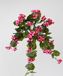 GERANIUM HANGING VINE PINK