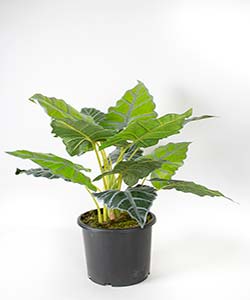 73CM ALOCASIA (GREEN-WHITE)