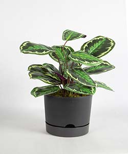 50CM CALATHEA